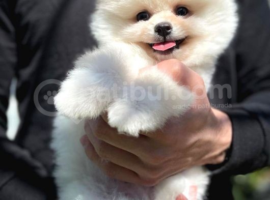 Irk Ve Sağlık Garantili Pomeranian Boo Yavrularımız görsel