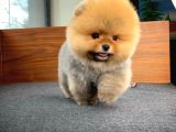 Aa Kalite T-Cup Yakışıklı Pomeranian Oğlumuz Fanta