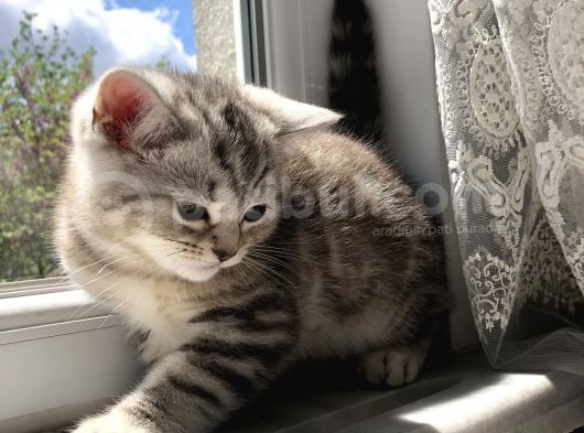 2 Eşsiz Güzel Kedi görsel