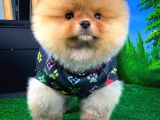 Aa Kalite T-Cup Yakışıklı Pomeranian Oğlumuz Fanta