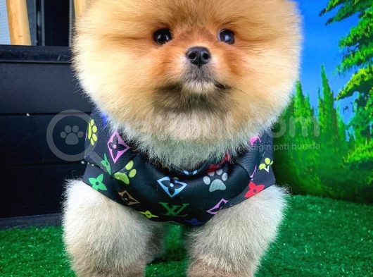 Aa Kalite T-Cup Yakışıklı Pomeranian Oğlumuz Fanta görsel