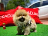 Ayı Surat Pomeranian Boo Yavrularımız