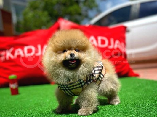 Ayı Surat Pomeranian Boo Yavrularımız görsel