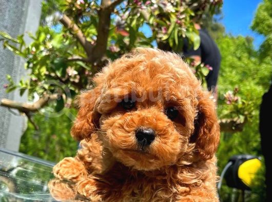 Red Toy Poodle Yavrularımız görsel
