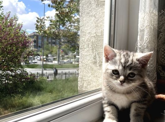 2 Eşsiz Güzel Kedi görsel