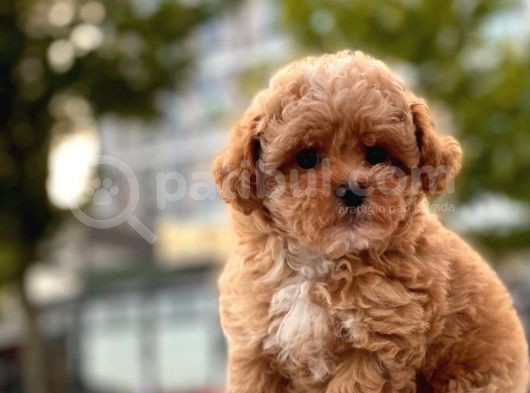 Mi̇ni̇ Boy Toy Poodle Yavrular görsel