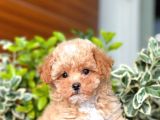 Mi̇ni̇ Boy Toy Poodle Yavrular
