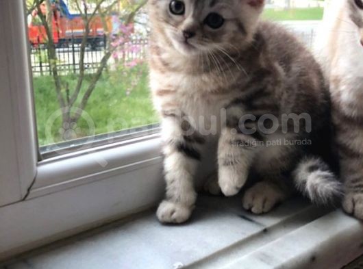 2 Eşsiz Güzel Kedi görsel