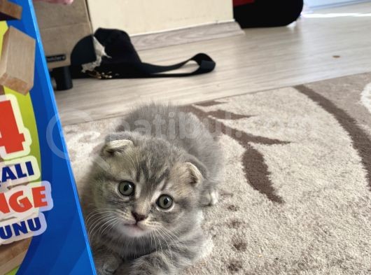 Scottish Fold Tabby görsel