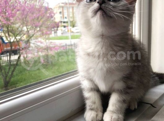 2 Eşsiz Güzel Kedi
