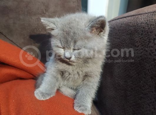 Tatlı Oyuncu British Yavru görsel