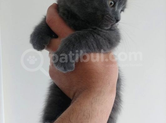Safkan British Shorthair