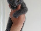Safkan British Shorthair