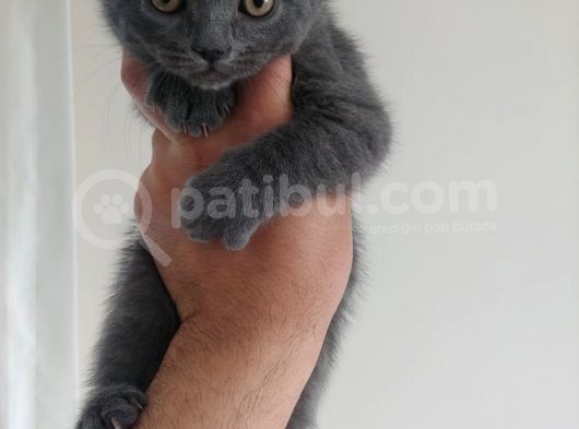 Safkan British Shorthair görsel
