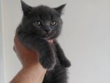 Safkan British Shorthair