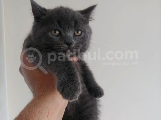 Safkan British Shorthair görsel