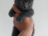 Safkan British Shorthair