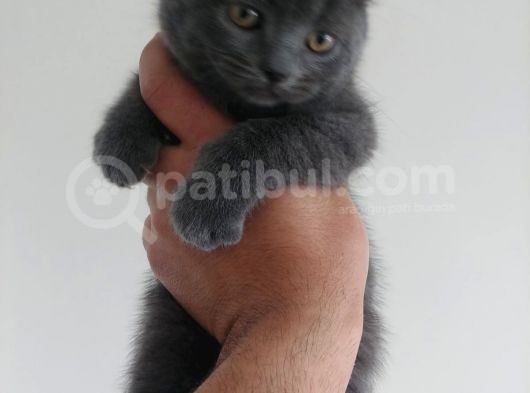 Safkan British Shorthair görsel