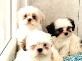Toparlak Shih Tzu Bebekler