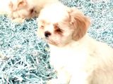 Toparlak Shih Tzu Bebekler