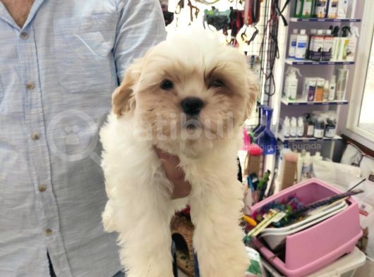 Toparlak Shih Tzu Bebekler görsel