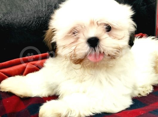 Toparlak Shih Tzu Bebekler görsel