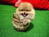 Ayı Surat Pomeranian Boo Yavrularımız