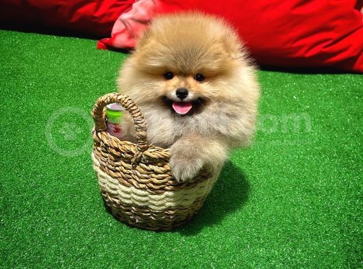 Ayı Surat Pomeranian Boo Yavrularımız görsel