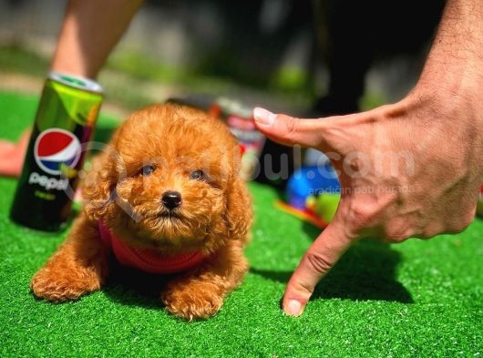 Red Brown 3 Aylık Toy Poodle Yavrumuz Alex