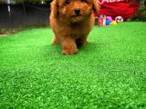 Red Brown 3 Aylık Toy Poodle Yavrumuz Alex