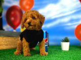 Red Brown 3 Aylık Toy Poodle Yavrumuz Reis