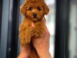 Red Brown 3 Aylık Toy Poodle Yavrumuz Reis