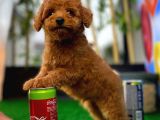 Red Brown 3 Aylık Toy Poodle Yavrumuz Reis