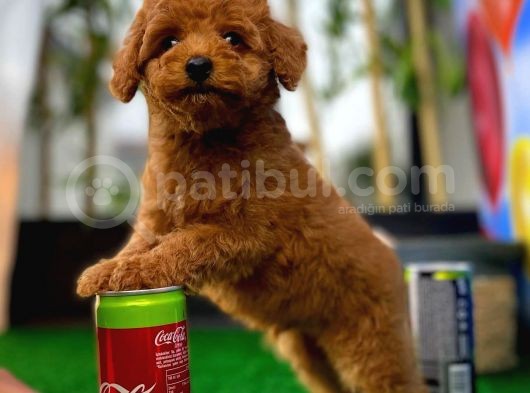 Red Brown 3 Aylık Toy Poodle Yavrumuz Reis görsel