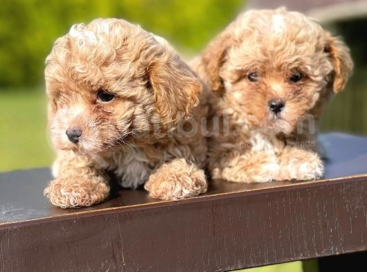 Mi̇ni̇ Boy Toy Poodle Bebekleri̇mi̇z görsel