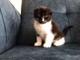 Nadir Black Ve Tabby Scottish Fold Yavru