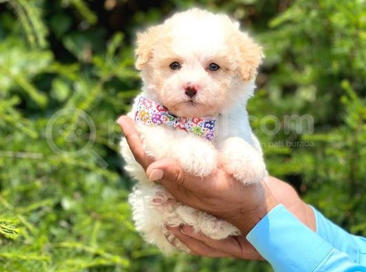 Yavru Malti̇poo görsel