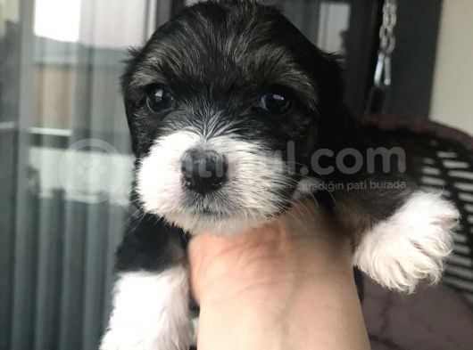 Terrier Yavrular Yeni Evlerine Gitmeye Hazırlar görsel