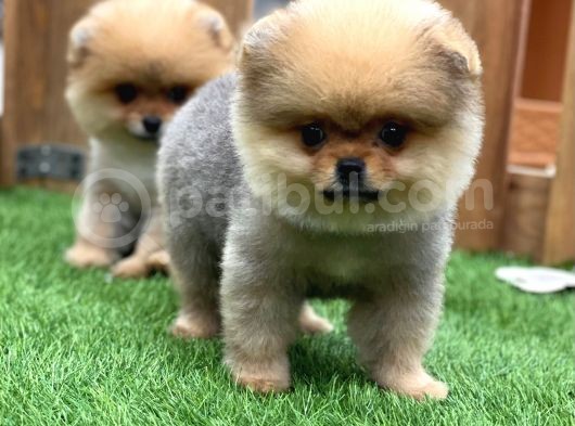 Teddy Bear Pomerani̇an Boo Yavrular