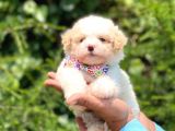 Yavru Malti̇poo