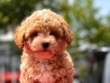 Sağlık Garanti̇li̇ Toy Poodle