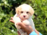 Yavru Malti̇poo