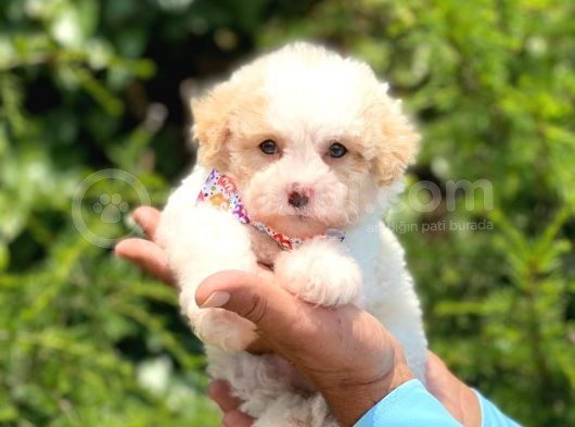 Yavru Malti̇poo görsel