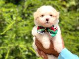 Yavru Maltipoo