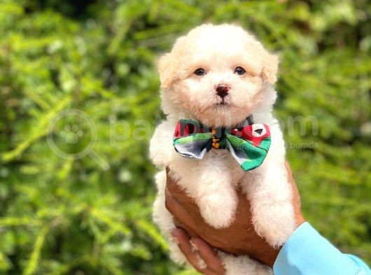 Yavru Maltipoo görsel