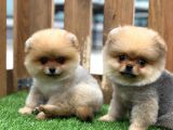 Teddy Bear Pomerani̇an Boo Yavrular