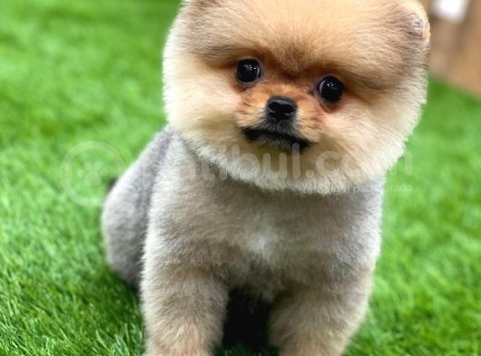 Teddy Bear Pomerani̇an Boo Yavrular görsel