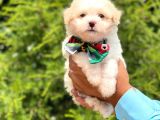 Yavru Maltipoo