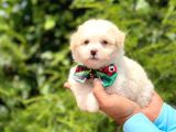 Yavru Maltipoo