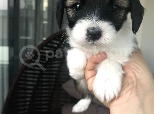 Terrier Yavrular Yeni Evlerine Gitmeye Hazırlar görsel
